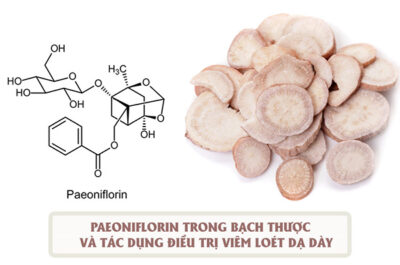 Paeoniflorin trong Bạch thược – hoạt chất tác dụng chống viêm loét, trào ngược dạ dày