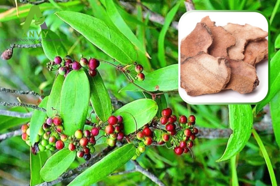 Dược liệu Thổ Phục Linh