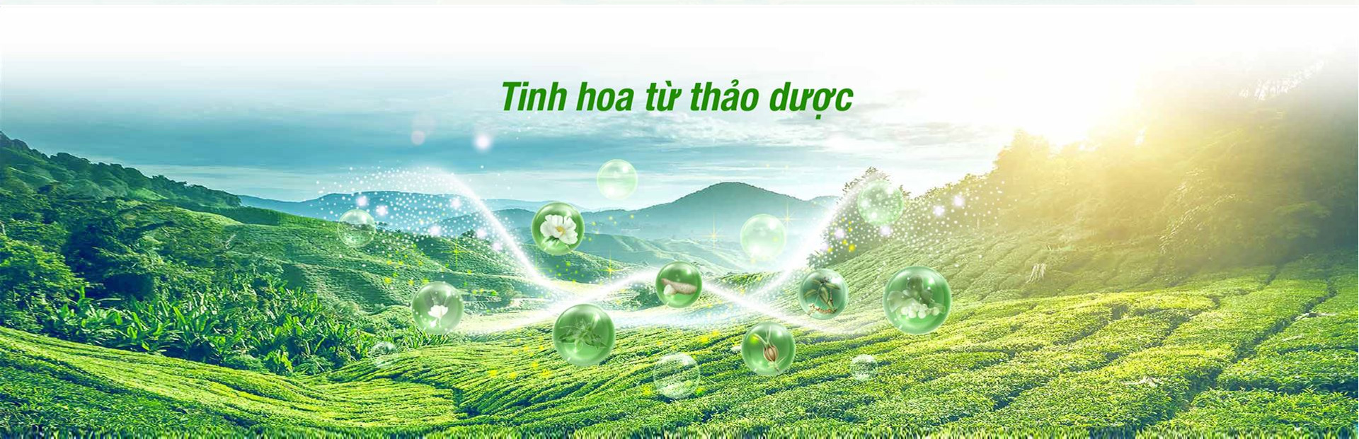 Công ty cổ phần Anvy